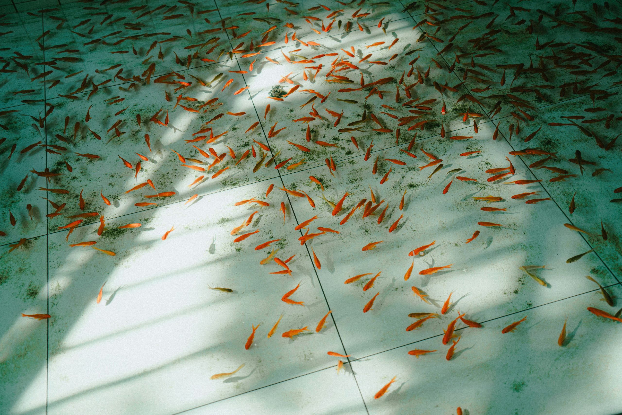 Budidaya Ikan Lebih Baik Pakai Kolam Keramik atau Beton?